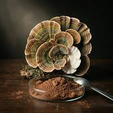 rhythmone-Organic Turkey Tail Mushroom Extract